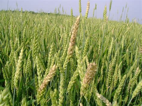 Illustrazione di un campo diviso, con il grano da un lato e la zizzania dall'altro, per rappresentare la separazione del bene e del male