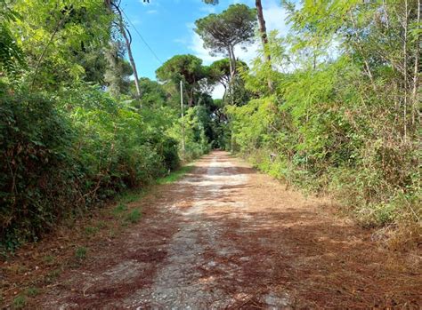 Veduta del Parco della Versiliana con alberi secolari e percorsi pedonali