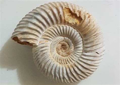 Foto di fossili marini del Triassico Medio rinvenuti al Monte San Giorgio