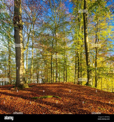 Foresta di faggi nel Parco del Beigua in autunno