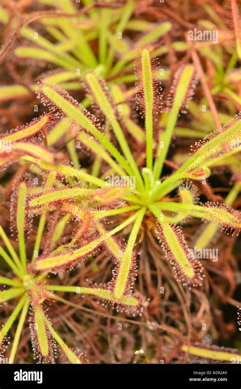 Immagine ravvicinata della pianta carnivora Drosera rotundifolia