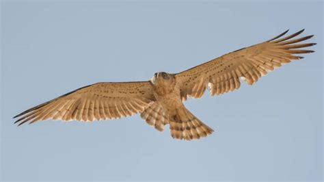 Foto di un biancone in volo con le ali spiegate