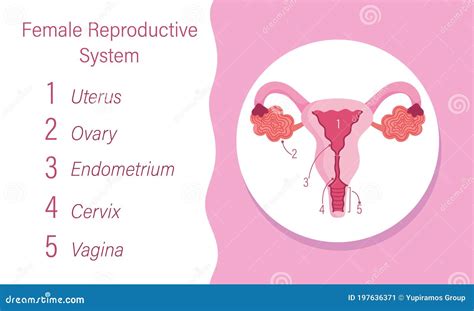 illustrazione del sistema riproduttivo femminile prima, durante e dopo il parto