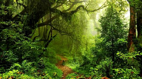Immagine della foresta amazzonica e dei suoi fiumi