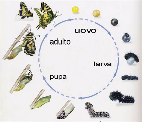illustrazione del ciclo vitale della farfalla: uovo, bruco, crisalide, farfalla