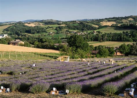 foto dei campi dell'Azienda Agricola Biologica Madonna delle Api
