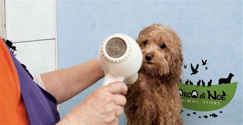 Foto di un cane che riceve una toelettatura professionale in un ambiente curato