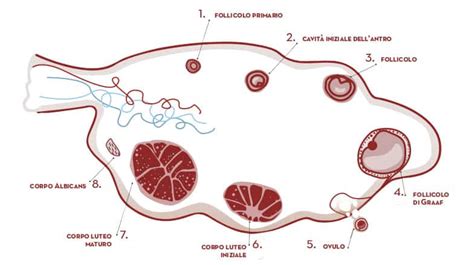 schema del ciclo ovarico che mostra la formazione del corpo luteo dopo l'ovulazione