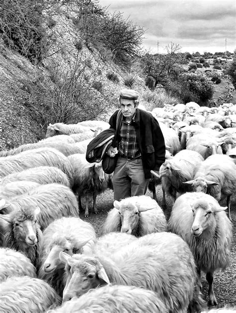 Illustrazione di un pastore che guida il suo gregge verso una luce