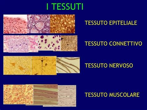 Foto macroscopica comparativa: struttura cellulare del tessuto miocardico umano a confronto con colture di Serratia marcescens