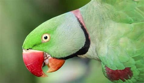Confronto tra la testa di un parrocchetto dal collare maschio adulto e una femmina, evidenziando il collare.