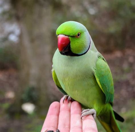 Mappa che illustra l'areale di distribuzione originario del parrocchetto dal collare e le principali aree di introduzione.