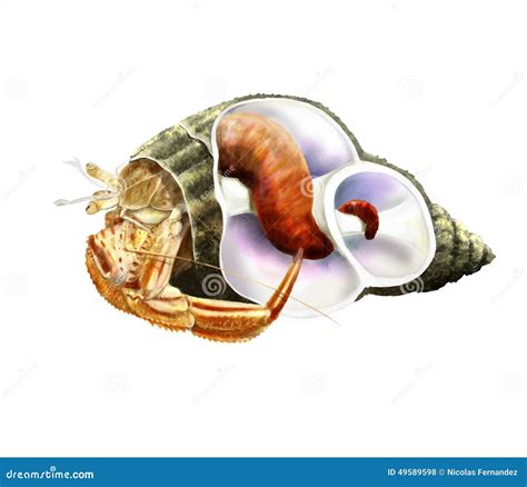 illustrazione anatomica di un paguro eremita con addome molle e conchiglia