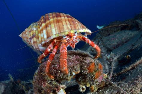 foto ravvicinata di un paguro eremita con attinie sulla conchiglia