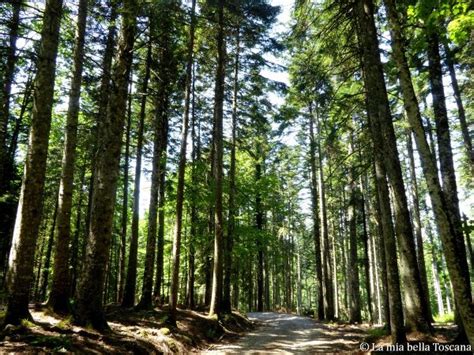 Strada panoramica che conduce all'Abbazia di Vallombrosa attraverso la foresta