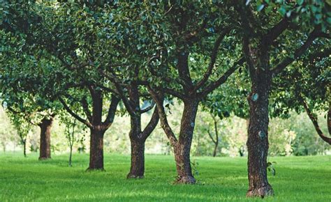 Varietà di alberi e piante all'Arboreto di Vallombrosa