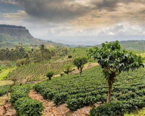 campo di coltivazione di Tef in Etiopia