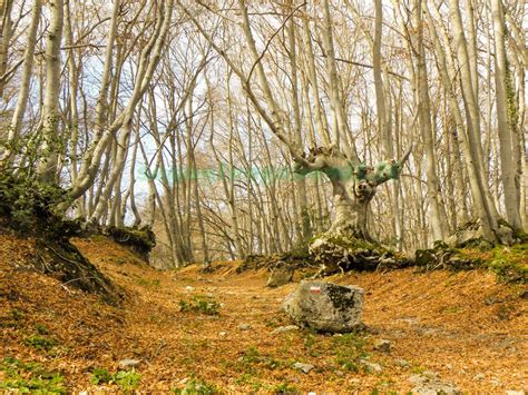 Foto panoramica dell'eremo immerso nei boschi di Buto