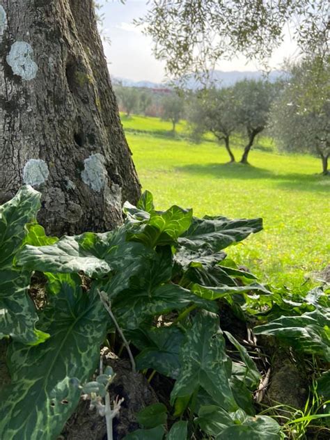 Illustrazione poetica di un vaso crepato che annaffia i fiori lungo un sentiero
