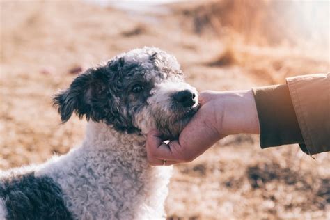 Un'illustrazione che mostra una persona che accarezza un cane adottato, simbolo di amore e responsabilità