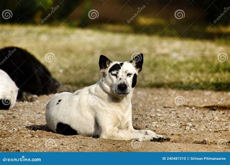 Immagine di un cane randagio solo e triste per strada