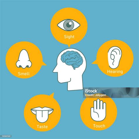 Infografica: Processo della percezione dall'input sensoriale all'interpretazione cerebrale