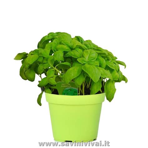 Pianta di basilico in vaso