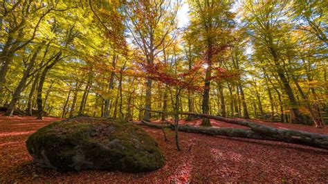 Sentiero che conduce al Santuario attraverso la faggeta
