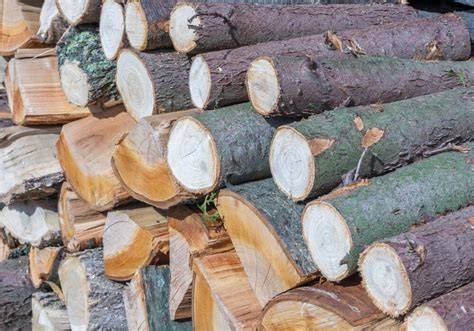 illustrazione simbolica del legno verde e del legno secco
