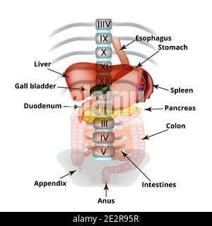 Illustrazione anatomica degli organi addominali e delle aree trattate dalla chirurgia generale