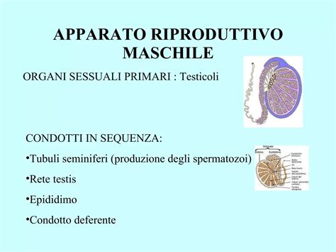 Schema anatomico dell'apparato riproduttivo maschile con indicazione dei principali organi