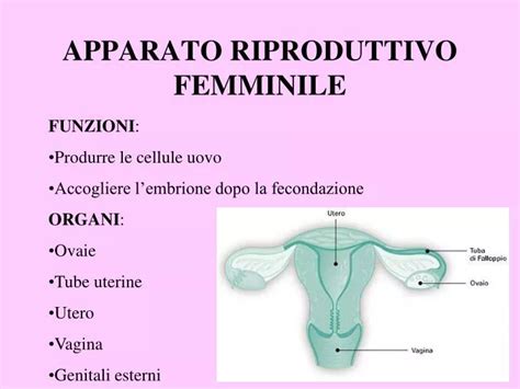 Schema anatomico dell'apparato riproduttivo femminile con indicazione dei principali organi