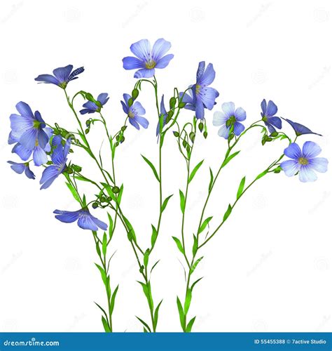 illustrazione della pianta del lino in fiore con i suoi delicati fiori azzurri
