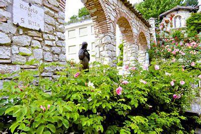 roseto di santa rita con rose bianche