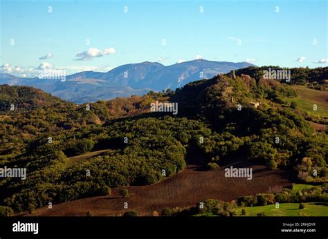 Rovine dell'Abbazia di Sant'Eustachio immerse nella vegetazione con sullo sfondo le colline del Montello