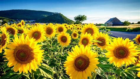 un'immagine di un girasole rivolto verso il sole, che simboleggia l'attesa e l'orientamento verso Cristo