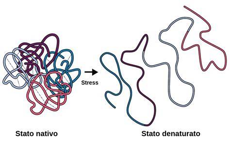 Infografica: I vari tipi di denaturazione proteica e i fattori scatenanti