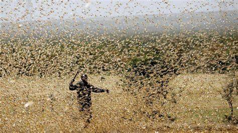 Foto di uno sciame di locuste del deserto in volo