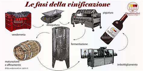 Schema del processo di vinificazione e affinamento in botti di rovere