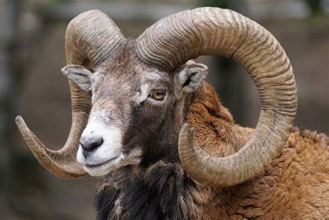Foto di un muflone nel Supramonte