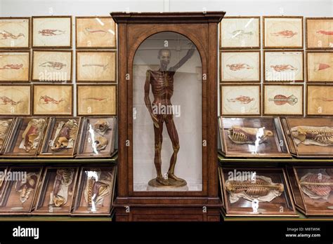 Modello anatomico in cera del XVIII secolo