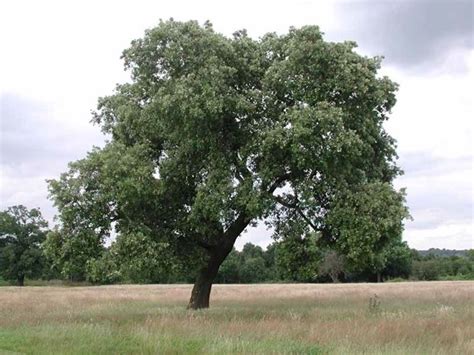 Imponente albero di leccio accanto alla chiesa parrocchiale
