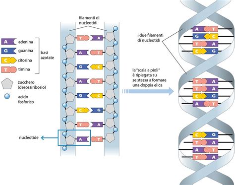 Illustrazione schematica della doppia elica del DNA con elementi che richiamano antiche civiltà