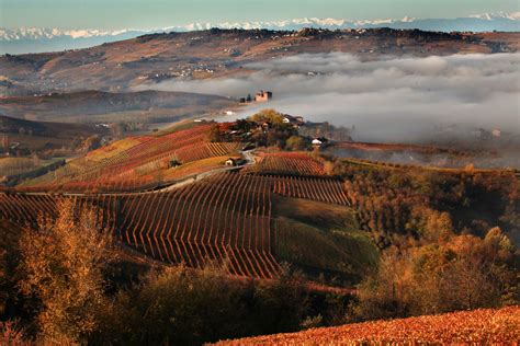 Foto di gruppo dei Barolo Boys tra le vigne