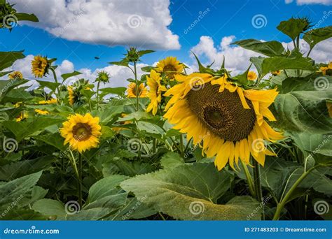 Campo di girasoli sotto il sole estivo