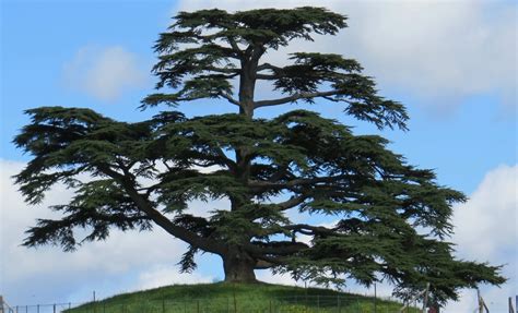 foto del maestoso Cedro del Libano nel Giardino Parolini