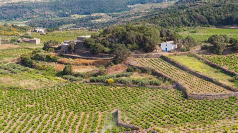 Veduta panoramica della trattoria Rosaro in un contesto rurale con colline e vigneti sullo sfondo.