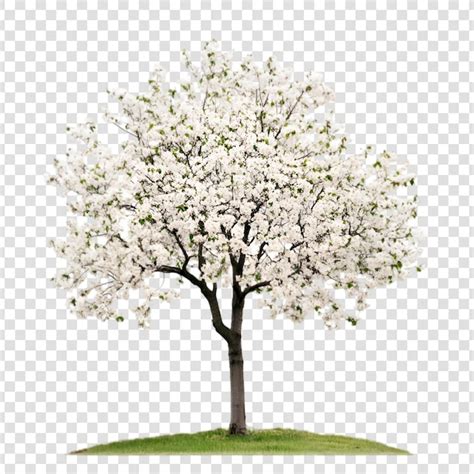 disegno di un albero con fiori di mandorlo che sbocciano e una croce, simbolo della Pasqua e della rinascita