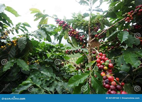 Immagine di una piantagione di caffè nello Stato di San Paolo
