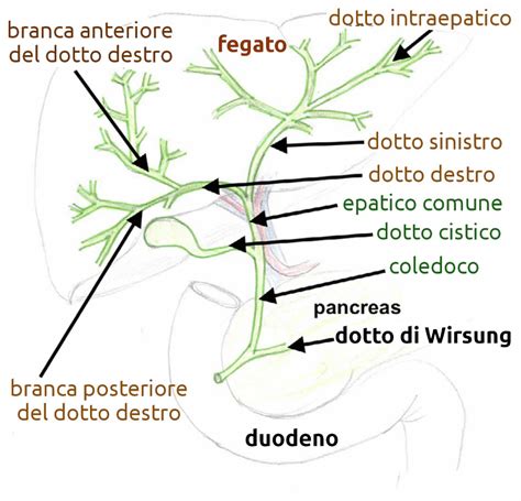 Immagine di colangio-RM che mostra un tipico 